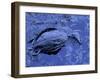 Dead Bluebill Duck, Lying on Its Side, Eyes Open, in an Oil Spill from Greek Tanker Delian Apollon-George Silk-Framed Photographic Print