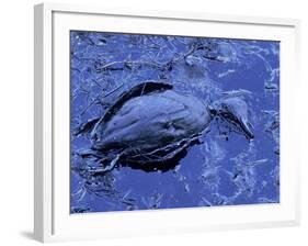 Dead Bluebill Duck, Lying on Its Side, Eyes Open, in an Oil Spill from Greek Tanker Delian Apollon-George Silk-Framed Photographic Print