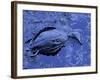 Dead Bluebill Duck, Lying on Its Side, Eyes Open, in an Oil Spill from Greek Tanker Delian Apollon-George Silk-Framed Photographic Print