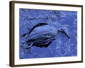 Dead Bluebill Duck, Lying on Its Side, Eyes Open, in an Oil Spill from Greek Tanker Delian Apollon-George Silk-Framed Photographic Print