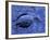 Dead Bluebill Duck, Lying on Its Side, Eyes Open, in an Oil Spill from Greek Tanker Delian Apollon-George Silk-Framed Photographic Print