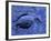 Dead Bluebill Duck, Lying on Its Side, Eyes Open, in an Oil Spill from Greek Tanker Delian Apollon-George Silk-Framed Photographic Print