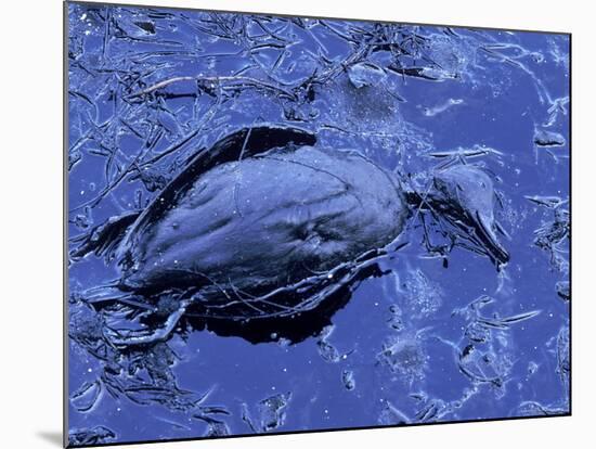 Dead Bluebill Duck, Lying on Its Side, Eyes Open, in an Oil Spill from Greek Tanker Delian Apollon-George Silk-Mounted Photographic Print