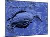 Dead Bluebill Duck, Lying on Its Side, Eyes Open, in an Oil Spill from Greek Tanker Delian Apollon-George Silk-Mounted Photographic Print