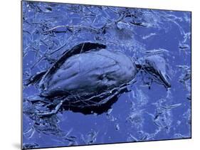 Dead Bluebill Duck, Lying on Its Side, Eyes Open, in an Oil Spill from Greek Tanker Delian Apollon-George Silk-Mounted Photographic Print