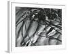 Dead Branches, Detail, White Sands, New Mexico, c. 1940-Brett Weston-Framed Photographic Print