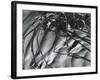 Dead Branches, Detail, White Sands, New Mexico, c. 1940-Brett Weston-Framed Photographic Print