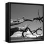 Dead Branches with Lake and Mountains-null-Framed Stretched Canvas
