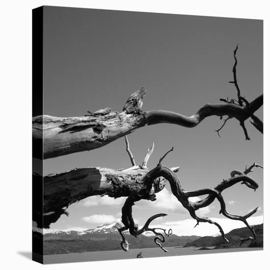Dead Branches with Lake and Mountains-null-Stretched Canvas