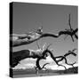 Dead Branches with Lake and Mountains-null-Stretched Canvas