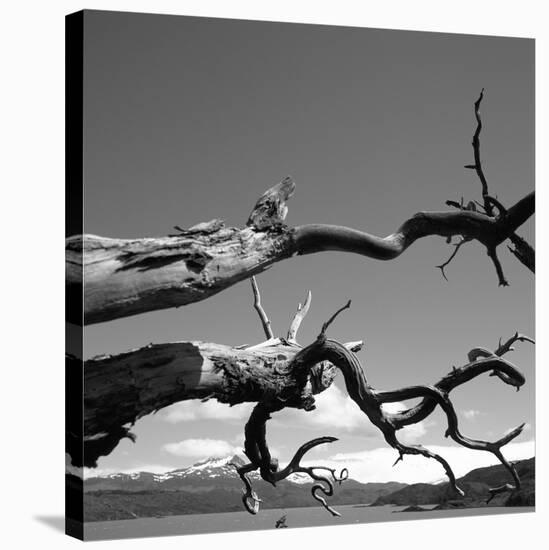 Dead Branches with Lake and Mountains-null-Stretched Canvas