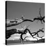 Dead Branches with Lake and Mountains-null-Stretched Canvas