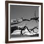 Dead Branches with Lake and Mountains-null-Framed Photographic Print