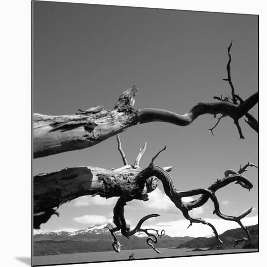 Dead Branches with Lake and Mountains-null-Mounted Photographic Print