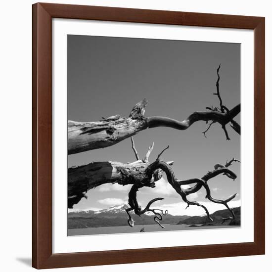 Dead Branches with Lake and Mountains-null-Framed Photographic Print