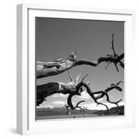 Dead Branches with Lake and Mountains-null-Framed Photographic Print