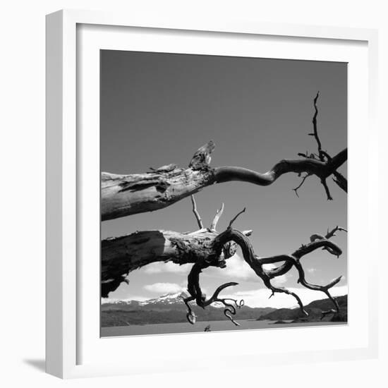 Dead Branches with Lake and Mountains-null-Framed Photographic Print