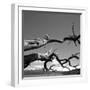 Dead Branches with Lake and Mountains-null-Framed Photographic Print