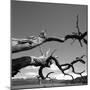 Dead Branches with Lake and Mountains-null-Mounted Photographic Print