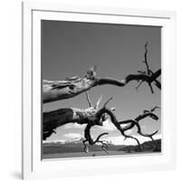 Dead Branches with Lake and Mountains-null-Framed Photographic Print