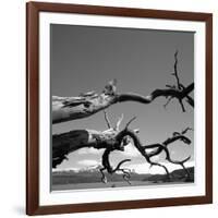 Dead Branches with Lake and Mountains-null-Framed Photographic Print