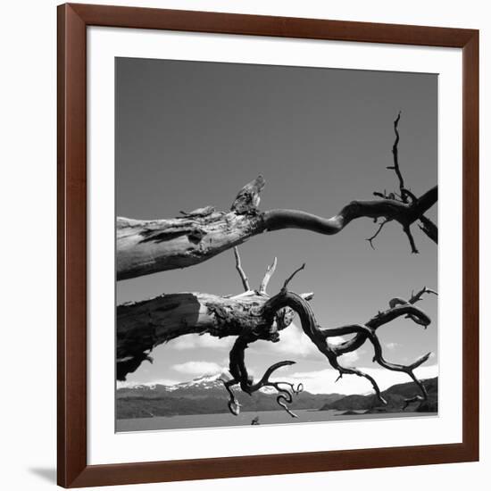 Dead Branches with Lake and Mountains-null-Framed Photographic Print