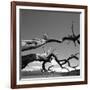 Dead Branches with Lake and Mountains-null-Framed Photographic Print