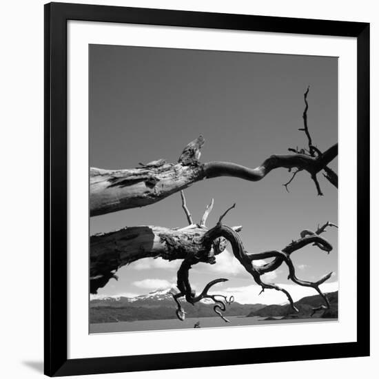 Dead Branches with Lake and Mountains-null-Framed Photographic Print