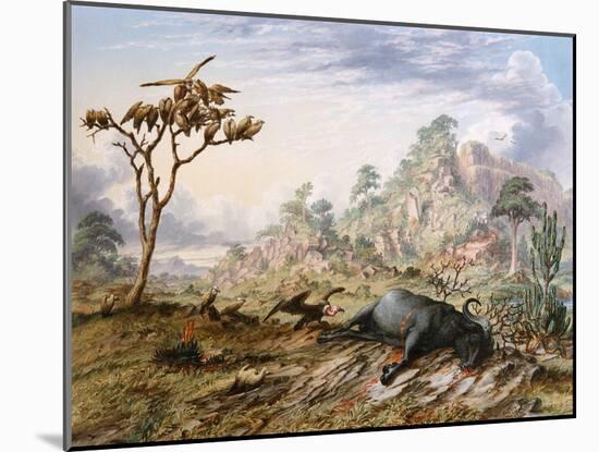 Dead Buffalo-Thomas Baines-Mounted Art Print