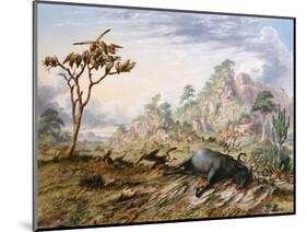 Dead Buffalo-Thomas Baines-Mounted Art Print