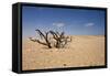 Dead Bush on the Gravel Plains with Dunes in the Background-null-Framed Stretched Canvas