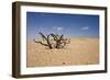 Dead Bush on the Gravel Plains with Dunes in the Background-null-Framed Photographic Print