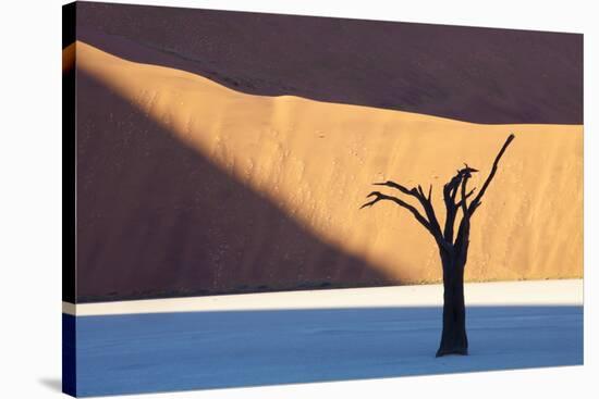 Dead Camelthorn Tree Said to Be Centuries Old-Lee Frost-Stretched Canvas