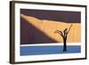 Dead Camelthorn Tree Said to Be Centuries Old-Lee Frost-Framed Photographic Print