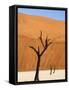 Dead Camelthorn Trees Said to Be Centuries Old Against Towering Orange Sand Dunes Bathed-Lee Frost-Framed Stretched Canvas