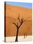 Dead Camelthorn Trees Said to Be Centuries Old Against Towering Orange Sand Dunes Bathed-Lee Frost-Stretched Canvas