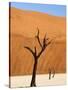 Dead Camelthorn Trees Said to Be Centuries Old Against Towering Orange Sand Dunes Bathed-Lee Frost-Stretched Canvas