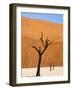 Dead Camelthorn Trees Said to Be Centuries Old Against Towering Orange Sand Dunes Bathed-Lee Frost-Framed Photographic Print