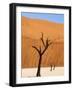 Dead Camelthorn Trees Said to Be Centuries Old Against Towering Orange Sand Dunes Bathed-Lee Frost-Framed Photographic Print