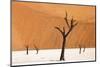 Dead Camelthorn Trees Said to Be Centuries Old Against Towering Orange Sand Dunes Bathed-Lee Frost-Mounted Photographic Print