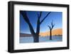 Dead Camelthorn Trees Said to Be Centuries Old-Lee Frost-Framed Photographic Print