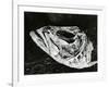 Dead Fish, Bones, Sand, c. 1965-Brett Weston-Framed Photographic Print