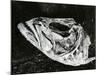 Dead Fish, Bones, Sand, c. 1965-Brett Weston-Mounted Photographic Print
