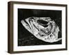 Dead Fish, Bones, Sand, c. 1965-Brett Weston-Framed Premium Photographic Print