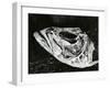 Dead Fish, Bones, Sand, c. 1965-Brett Weston-Framed Premium Photographic Print