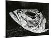 Dead Fish, Bones, Sand, c. 1965-Brett Weston-Mounted Premium Photographic Print