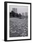 Dead Fish Covering Hutchinson Riverbank-null-Framed Photographic Print