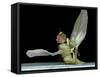 Dead Fly, SEM-Volker Steger-Framed Stretched Canvas