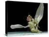 Dead Fly, SEM-Volker Steger-Stretched Canvas