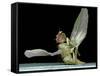 Dead Fly, SEM-Volker Steger-Framed Stretched Canvas